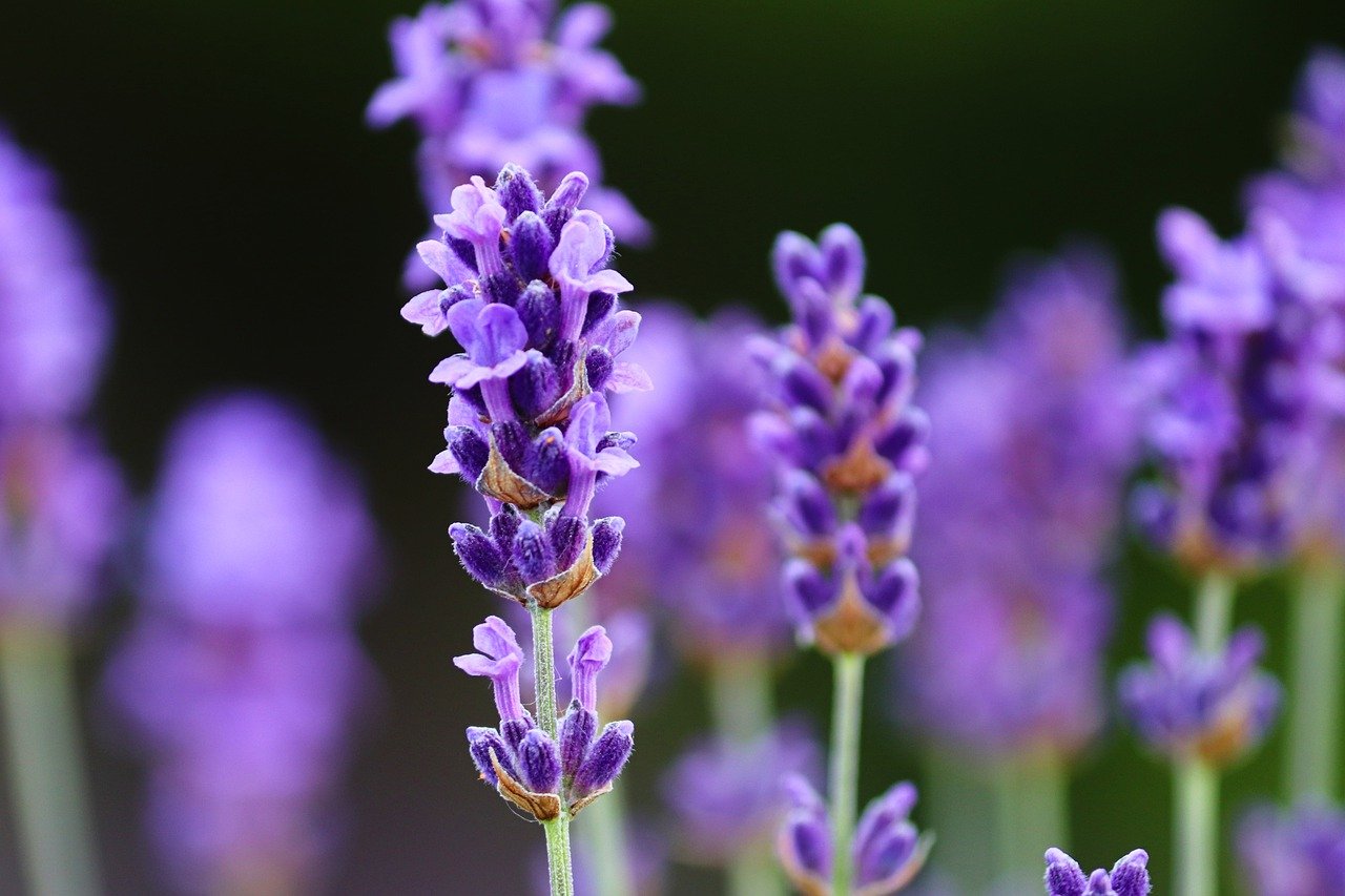 flowers, lavender, purple-7252932.jpg