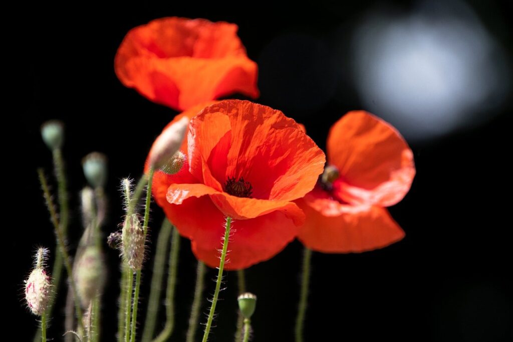 poppy, flower, red flower-7310212.jpg